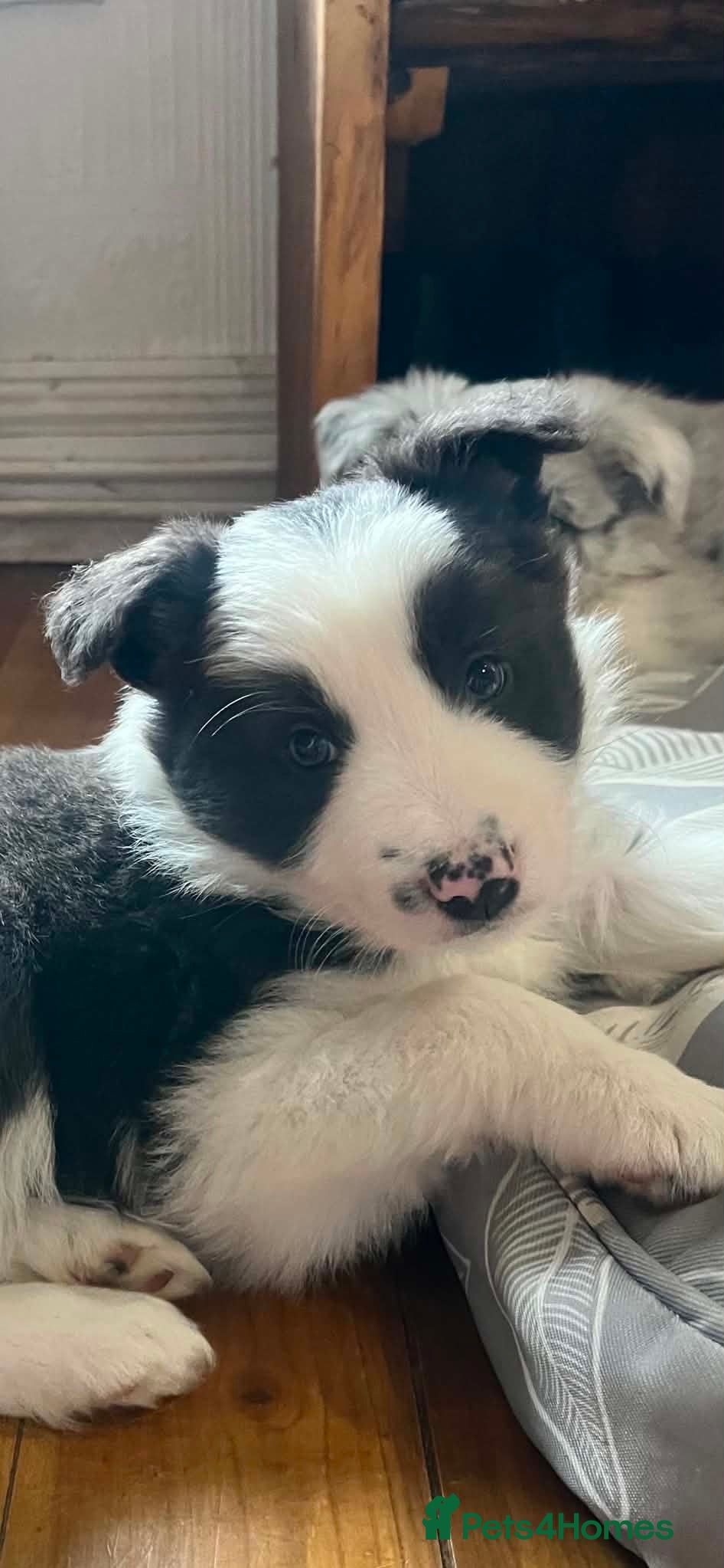 Border Collie dogs Stunning Blue Merle Border Collie Puppies  - Advert 3