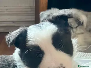 Border Collie dogs Stunning Blue Merle Border Collie Puppies - Advert 3