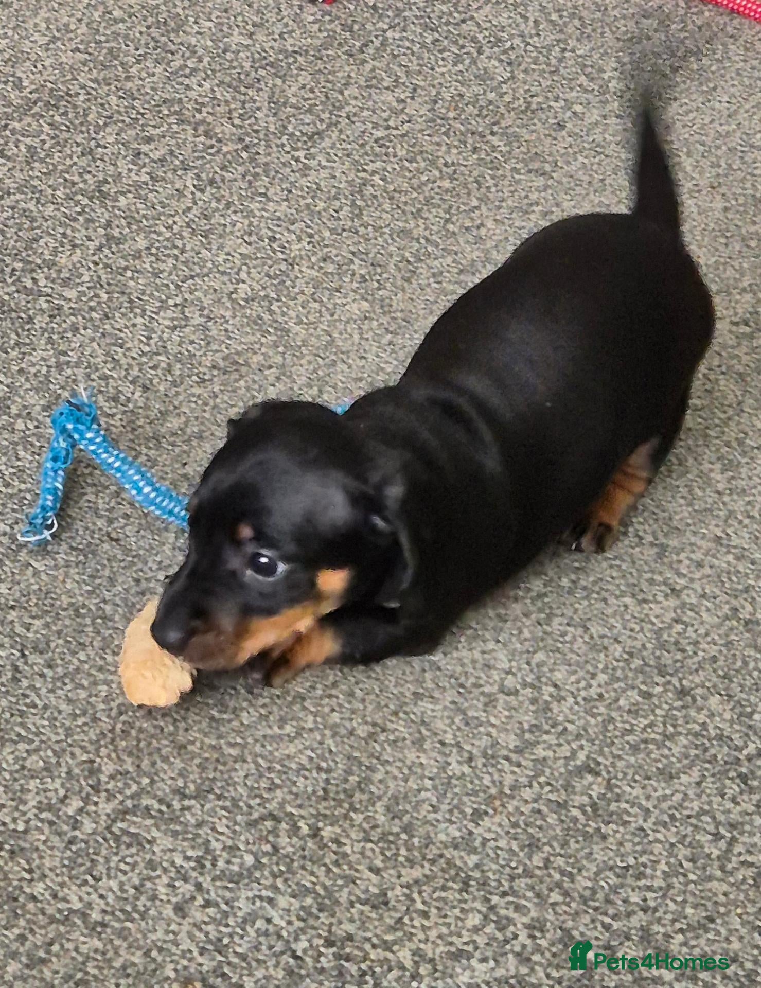 Dachshund dogs Beautiful Miniature Dachshunds  - Advert 1
