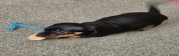 Dachshund dogs for sale: Beautiful Miniature Dachshunds  - Advert 1