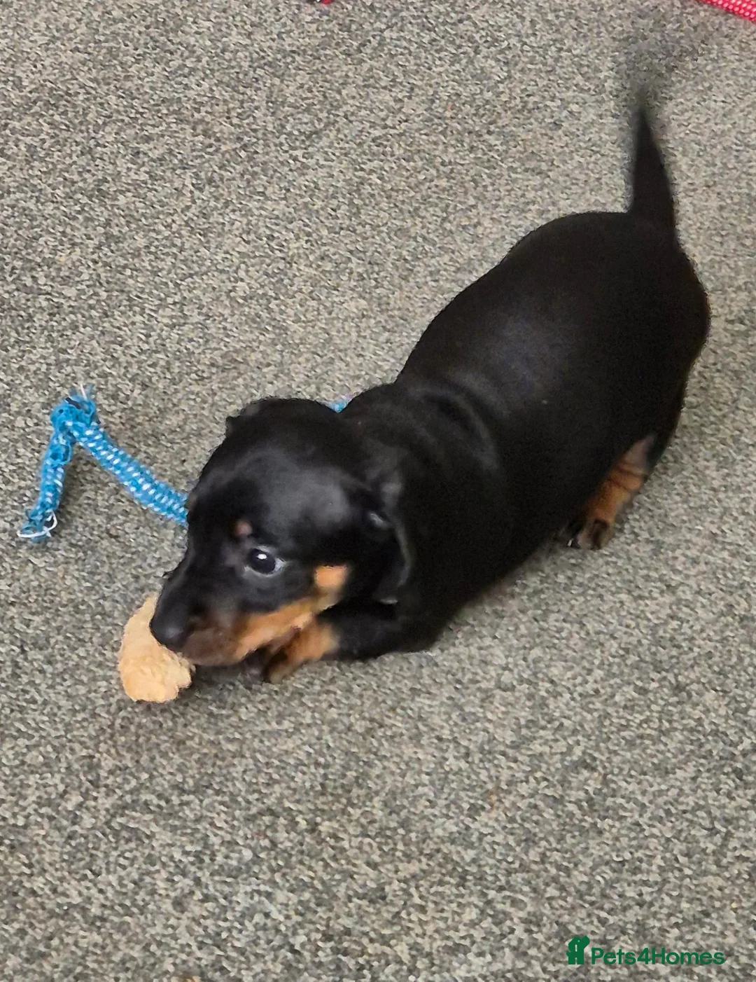 Dachshund dogs for sale: Beautiful Miniature Dachshunds  - Advert 1