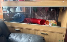 Pygmy Hedgehog rodents for sale: Female African Pygmy Hedgehog – all included - Image 5