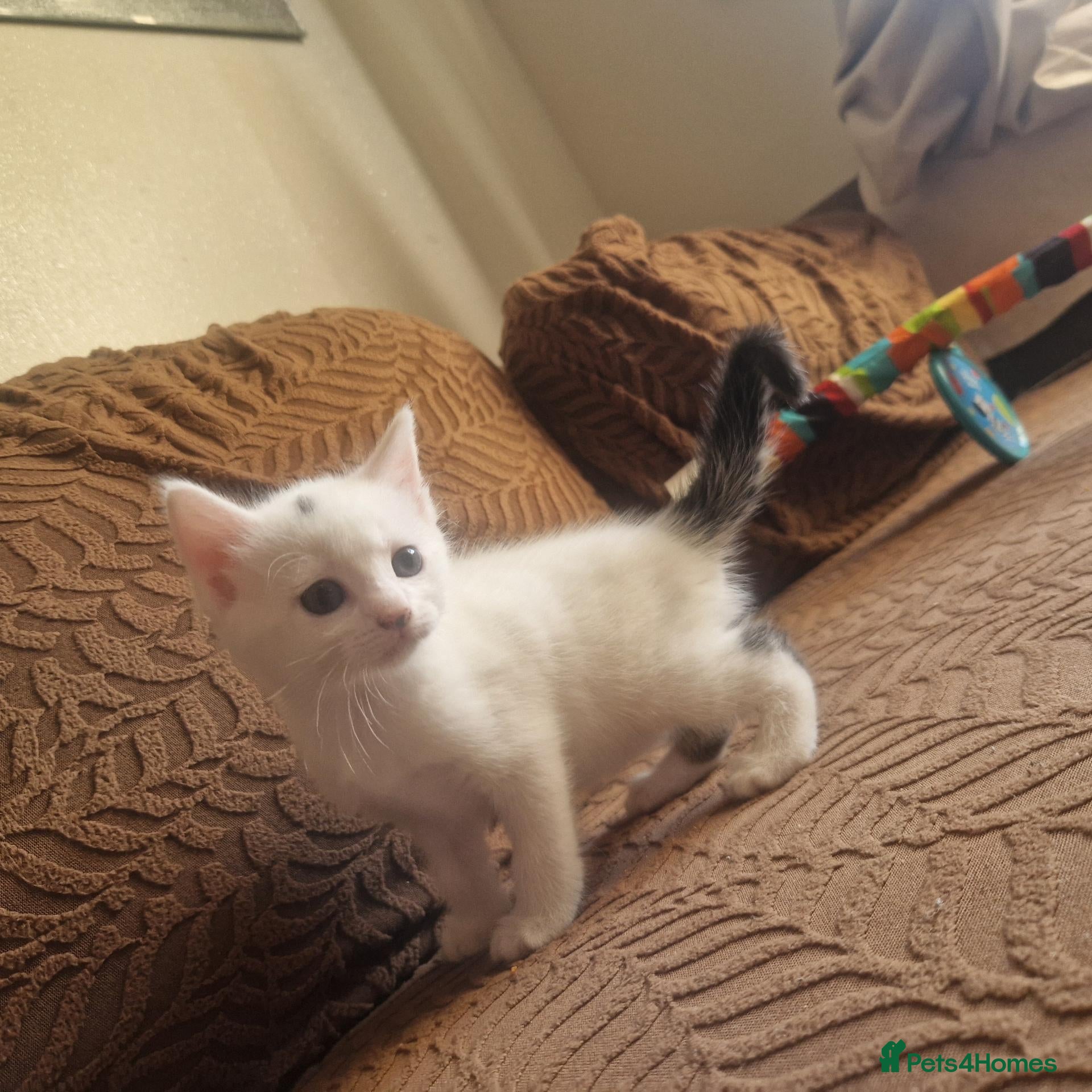 Mixed Breed cats Beautiful kittens READY TODAY  - Advert 1