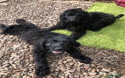 Goldendoodle dogs for sale: Golden Doodle Pups ready for their forever homes - Image 2