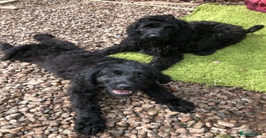 Goldendoodle dogs - Advert 12