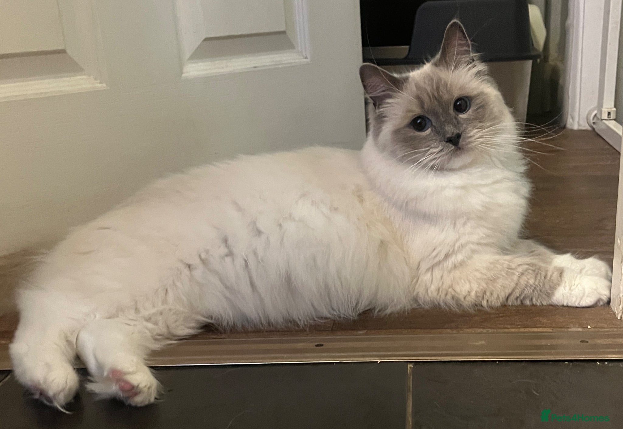 Ragdoll cats for sale: GCCF Registered Ragdoll Kittens  - Advert 4