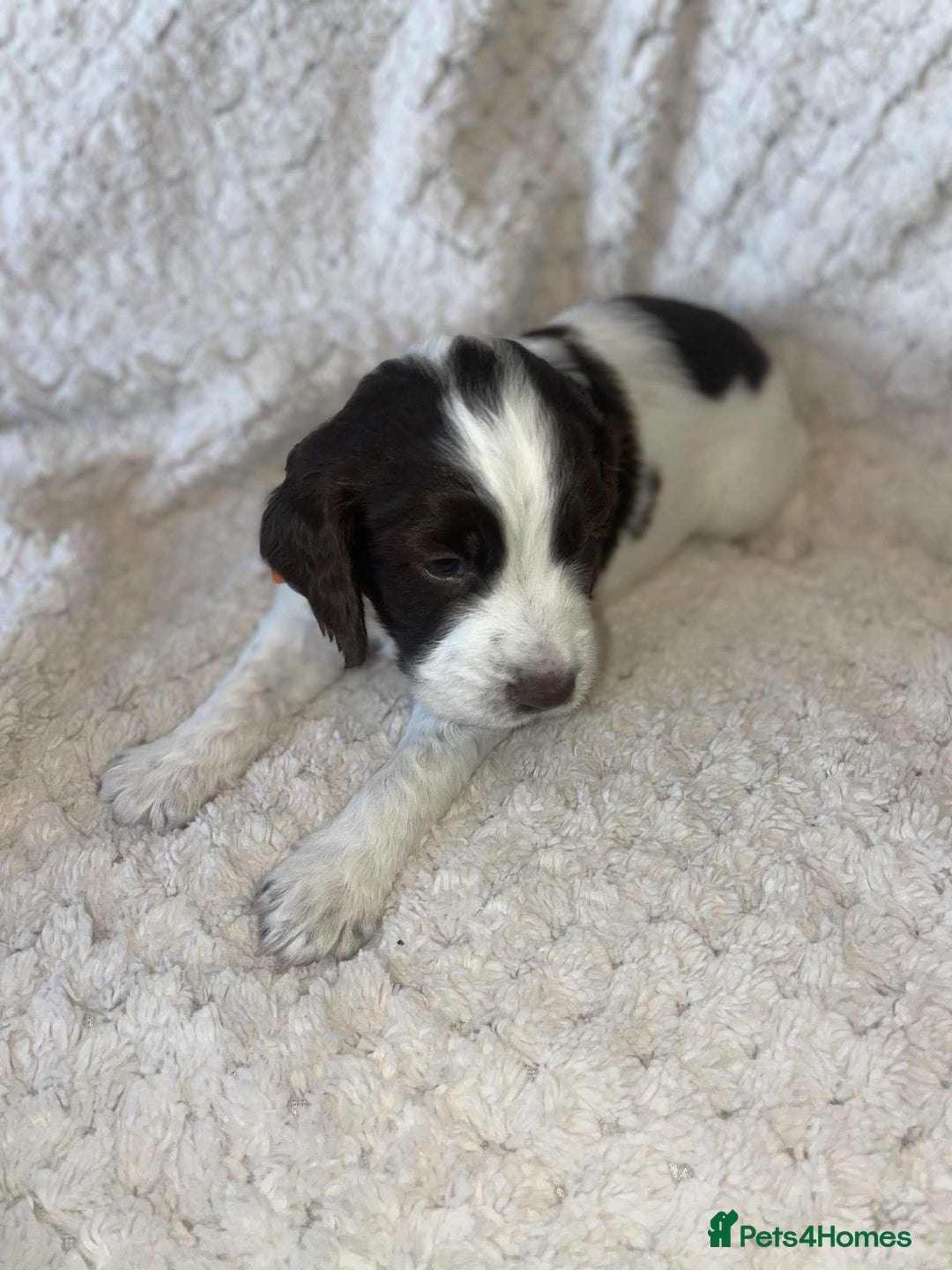 English Springer Spaniel dogs for sale: English springer spaniel  - Image 7