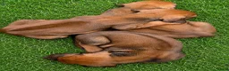 Rhodesian Ridgeback dogs for sale: KC RHODESIAN RIDGEBACK PUPPIES FOR SALE  in Carlisle - Advert 18