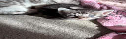 Mixed Breed cats for sale: Beautiful kittens  - Advert 33