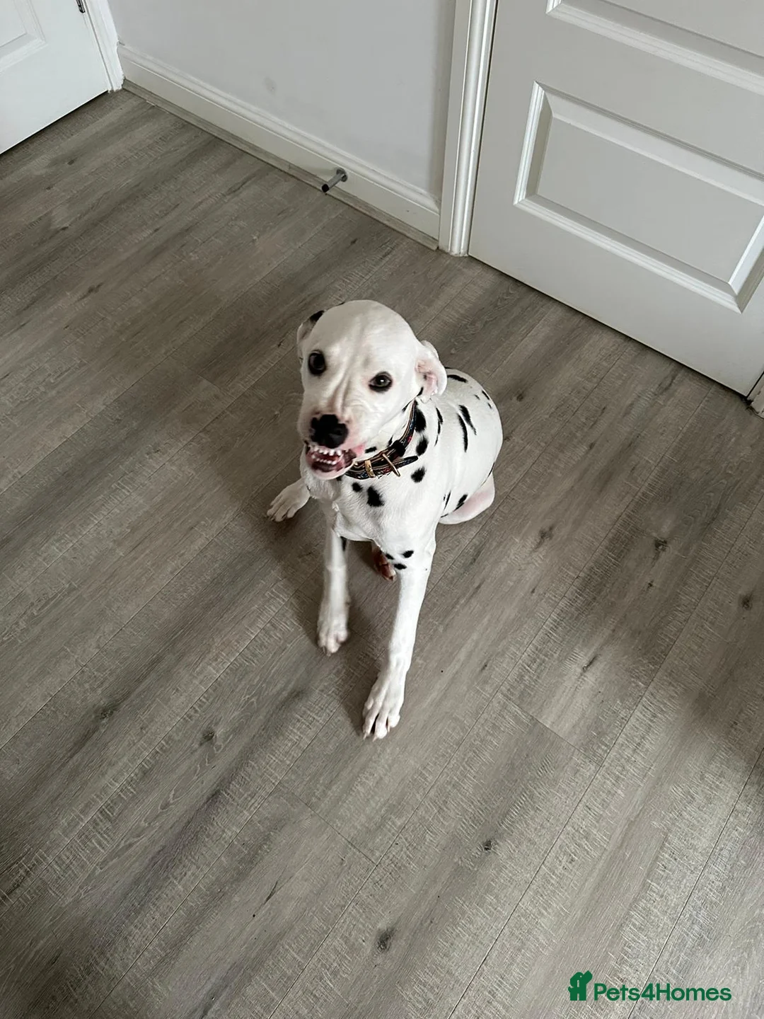 Dalmatian dogs for stud: Dalmation stud - Advert 4