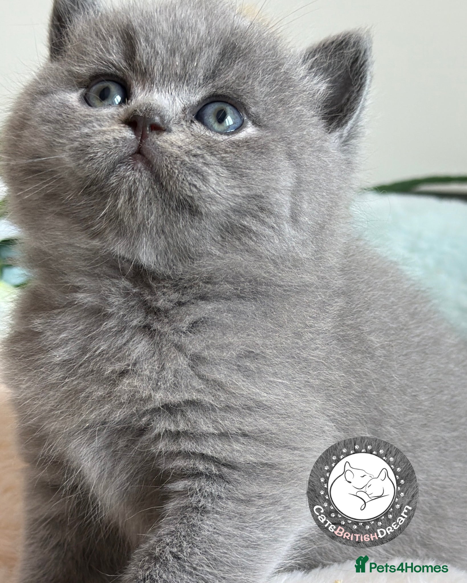 British Shorthair cats Exceptional quality champions line GCCF/TICA  reg - Advert 8