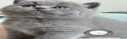 British Shorthair cats for sale: Exceptional quality champions line GCCF/TICA  reg - Advert 1