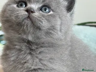 British Shorthair cats Exceptional quality champions line GCCF/TICA reg - Advert 8