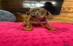 Miniature Dachshund dogs for sale: Beautiful bunch of girls /boy 🩷✨ Kc mini pups   - Image 18