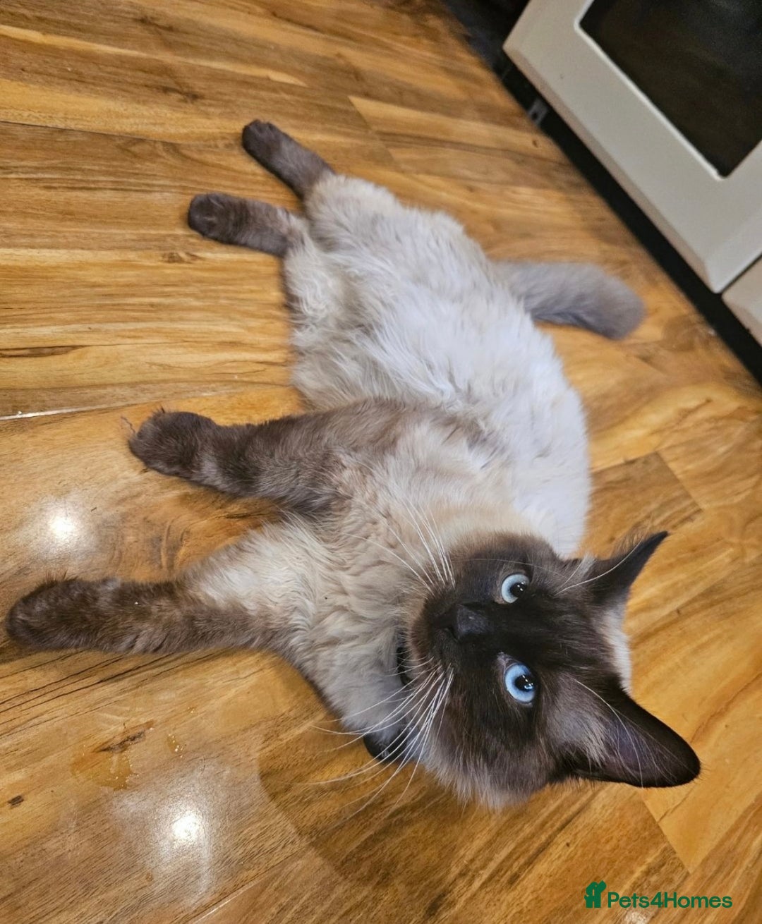 Ragdoll cats for sale: x2 female ragdoll kittens  - Image 4
