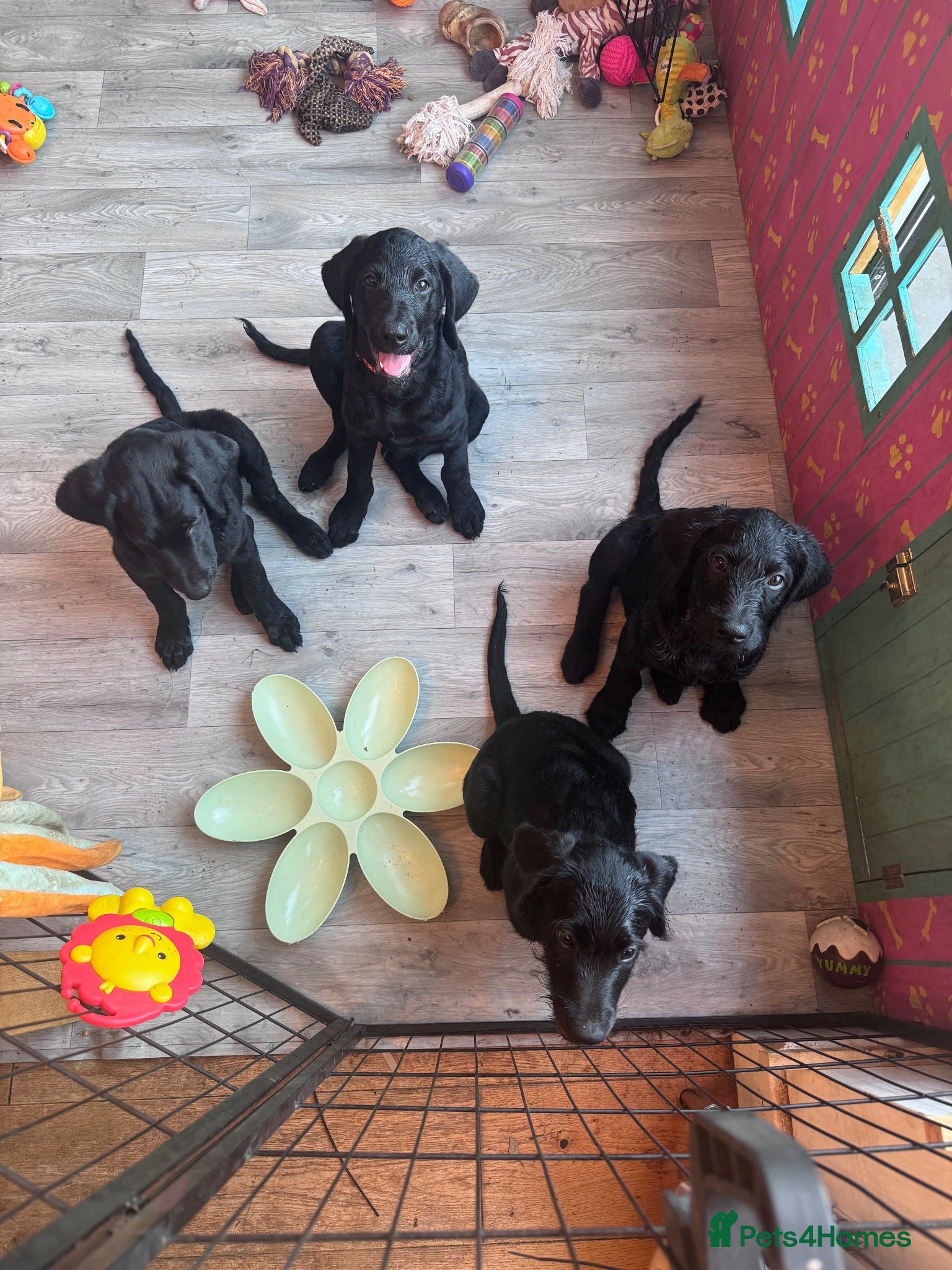 Labradoodle dogs Labradoodle Puppies - Advert 2
