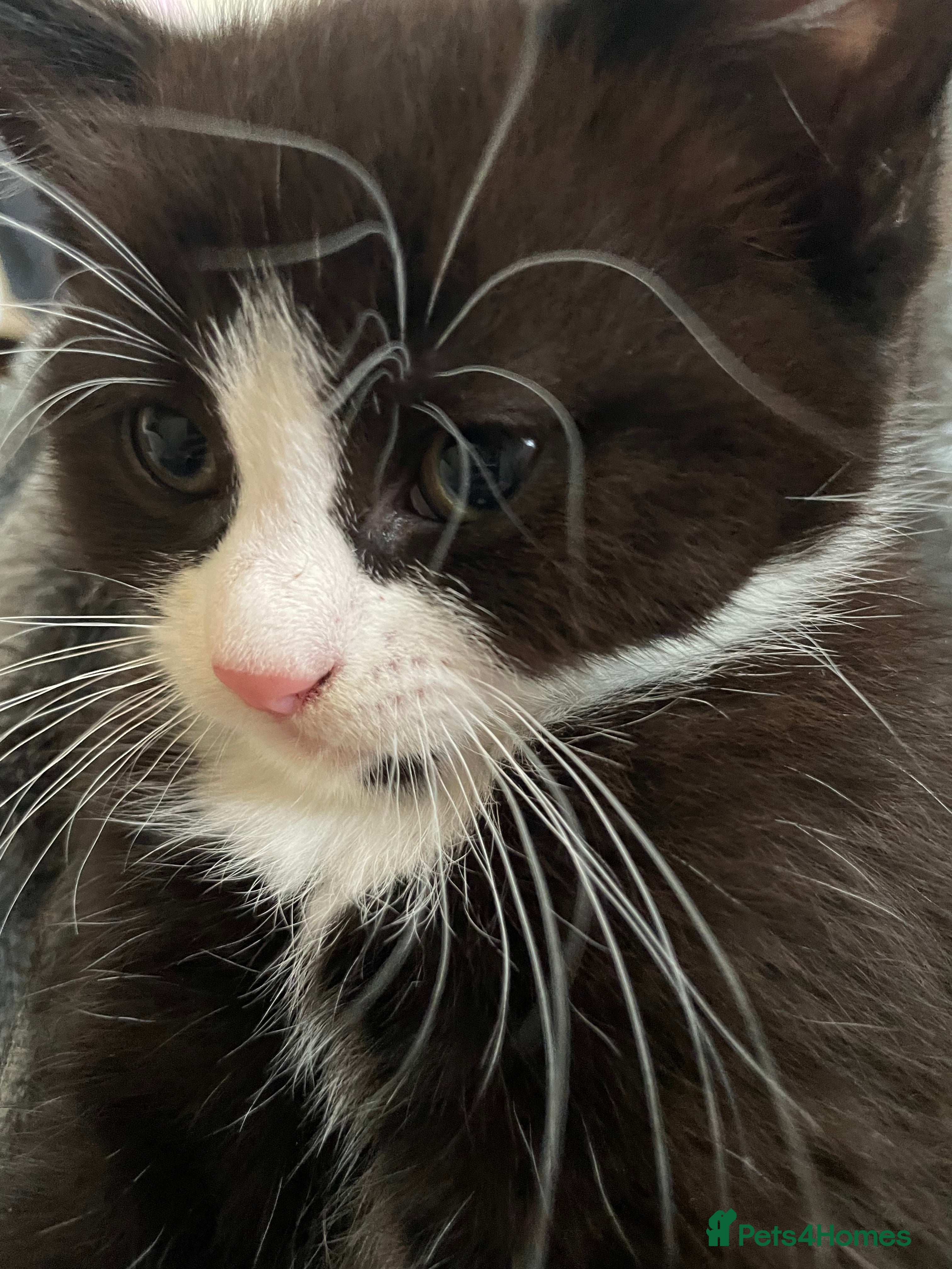 Mixed Breed cats for sale: 2 Cute Kittens  - Advert 4
