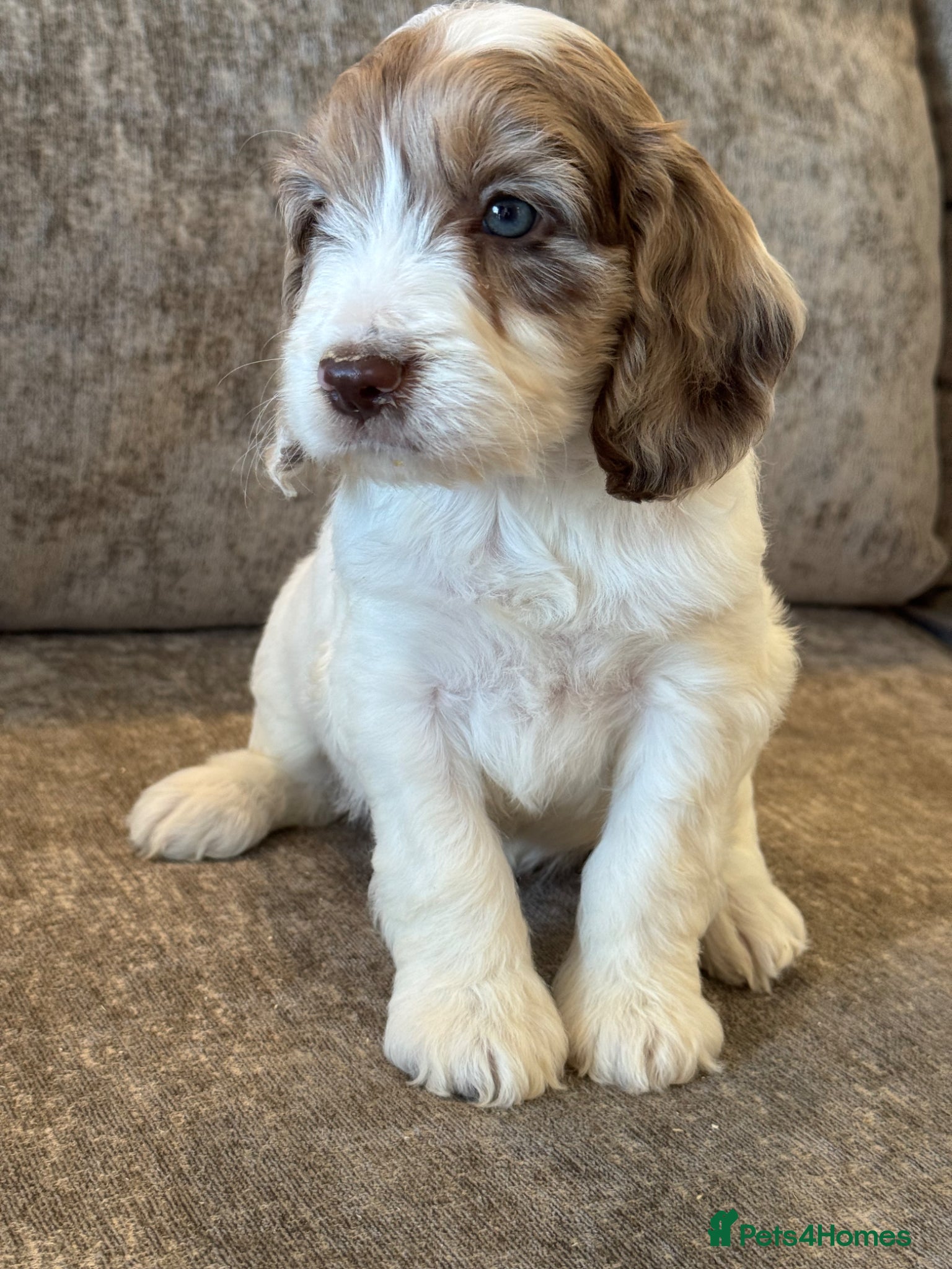 Cockapoo dogs BEAUTIUFL MIXED LITTER OF F1 COCKERPOOS - Advert 1