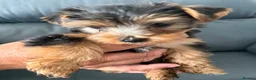 Yorkshire Terrier dogs for sale: Pure Breed Yorkshire Terrier Pup - Advert 3