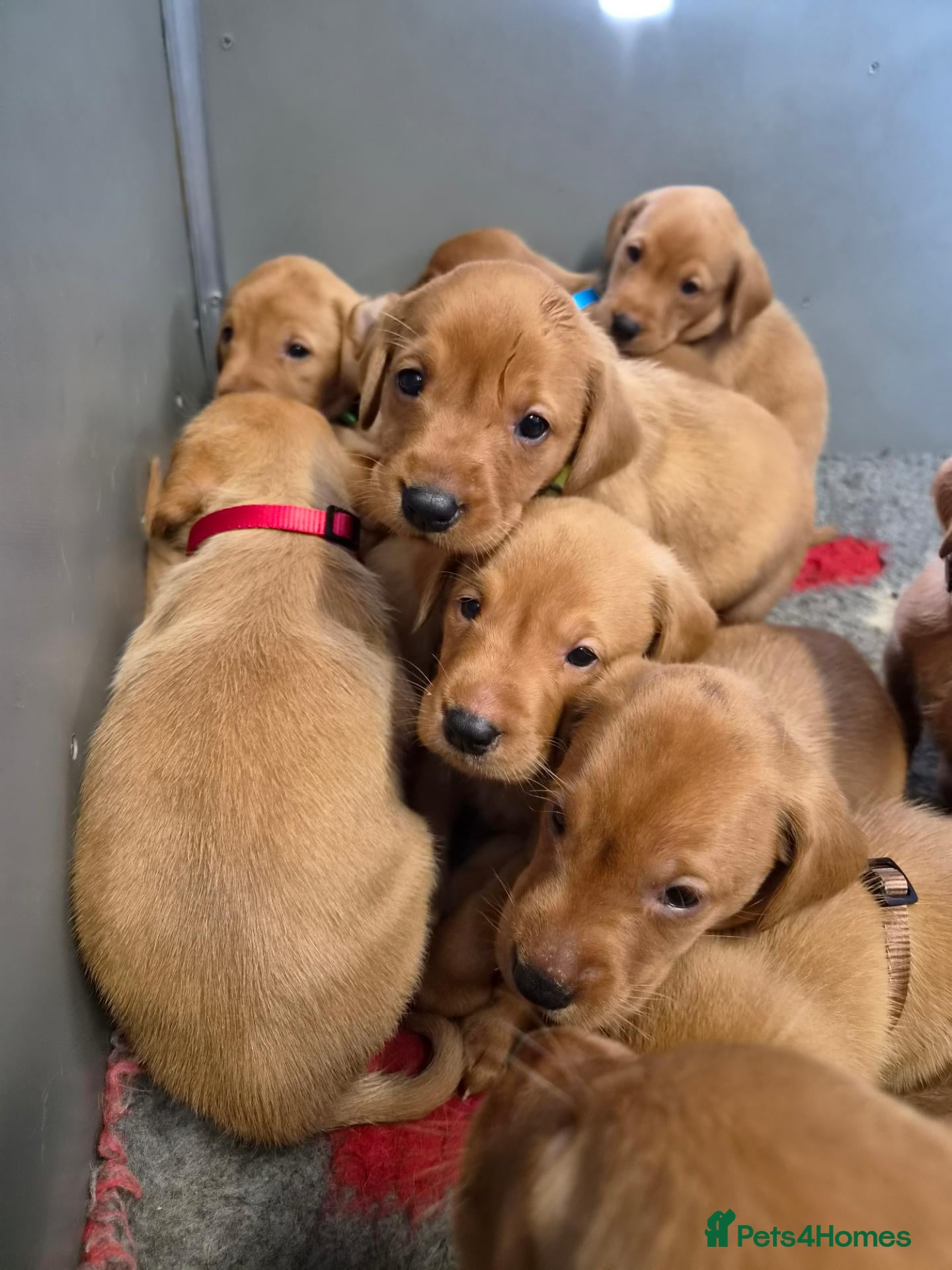 Labrador Retriever dogs Beautiful KC Fox Red Labrador Puppies  - Advert 1