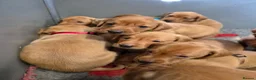 Labrador Retriever dogs for sale: Beautiful KC Fox Red Labrador Puppies  - Advert 1