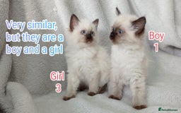 Ragdoll cats for sale: Ragdoll Kittens Looking for Loving Homes - Image 5
