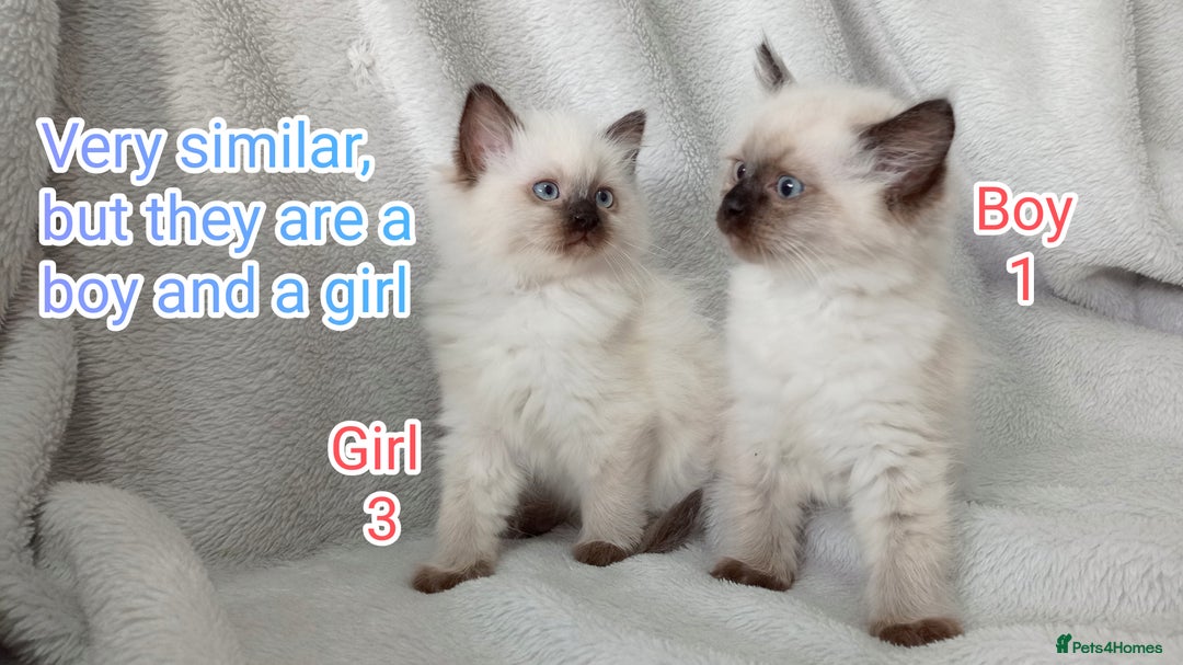 Ragdoll cats for sale: Ragdoll Kittens Looking for Loving Homes - Image 5