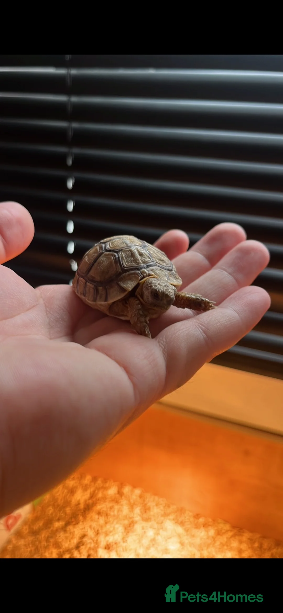 Tortoise reptiles for sale: Greek 9 month old Greek tortoises  - Advert 2