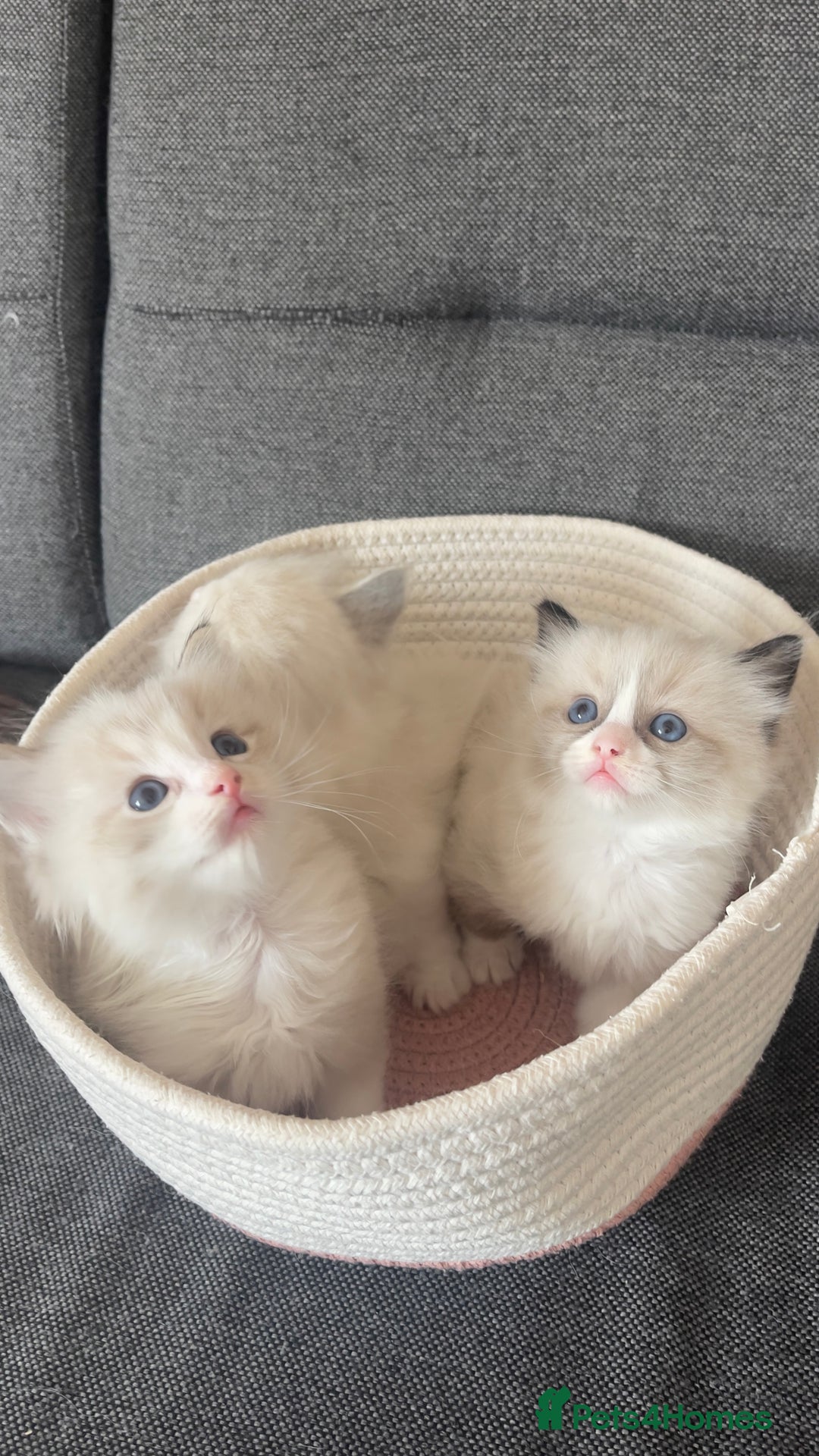Ragdoll cats for sale: Beautiful Ragdoll Kittens Ready for Reservaton! 🐾 - Image 2