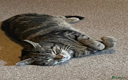 Mixed Breed cats for sale: Female indoor cat needing loving home - Image 2