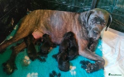 Mixed Breed dogs for sale: Cane Corso x Puppies  - Image 22