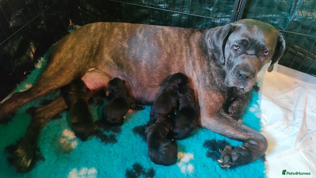 Mixed Breed dogs for sale: Cane Corso x Puppies  - Image 22