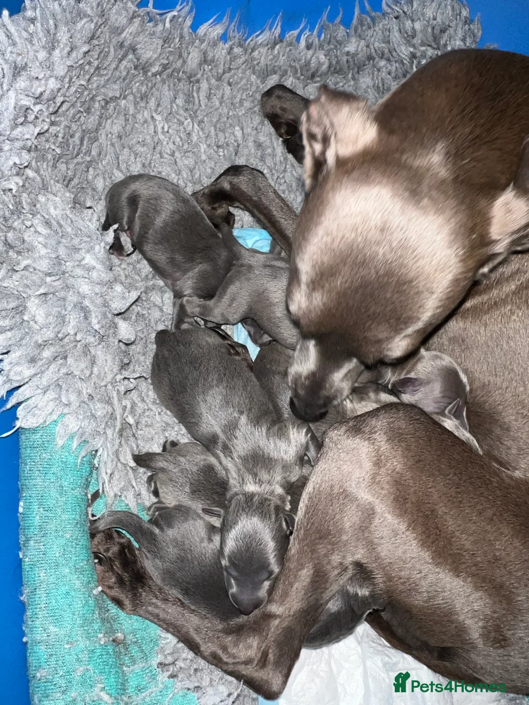 Italian Greyhound dogs for sale:     Italian Greyhound. Babies  - Advert 7