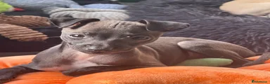 Italian Greyhound odessa