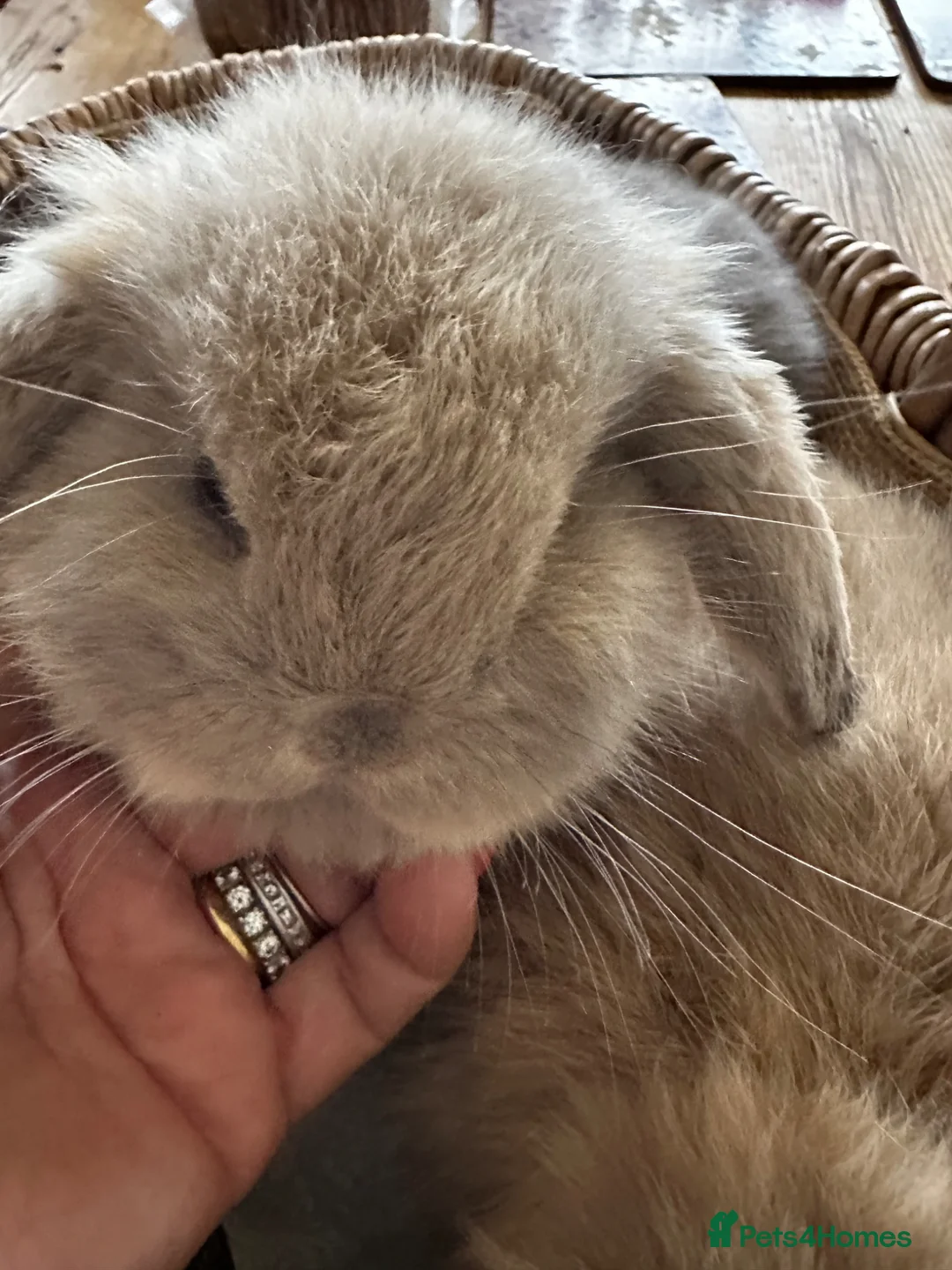 Mini Lop rabbits for sale: Mini lop pure bred babies - Advert 2