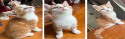 Mixed Breed cats for sale: Ginger Calico Tuxedo Kittens London-Richmond Sale - Advert 13