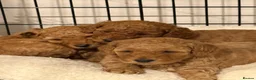 Mixed Breed dogs for sale: Miniature poodle  - Advert 5