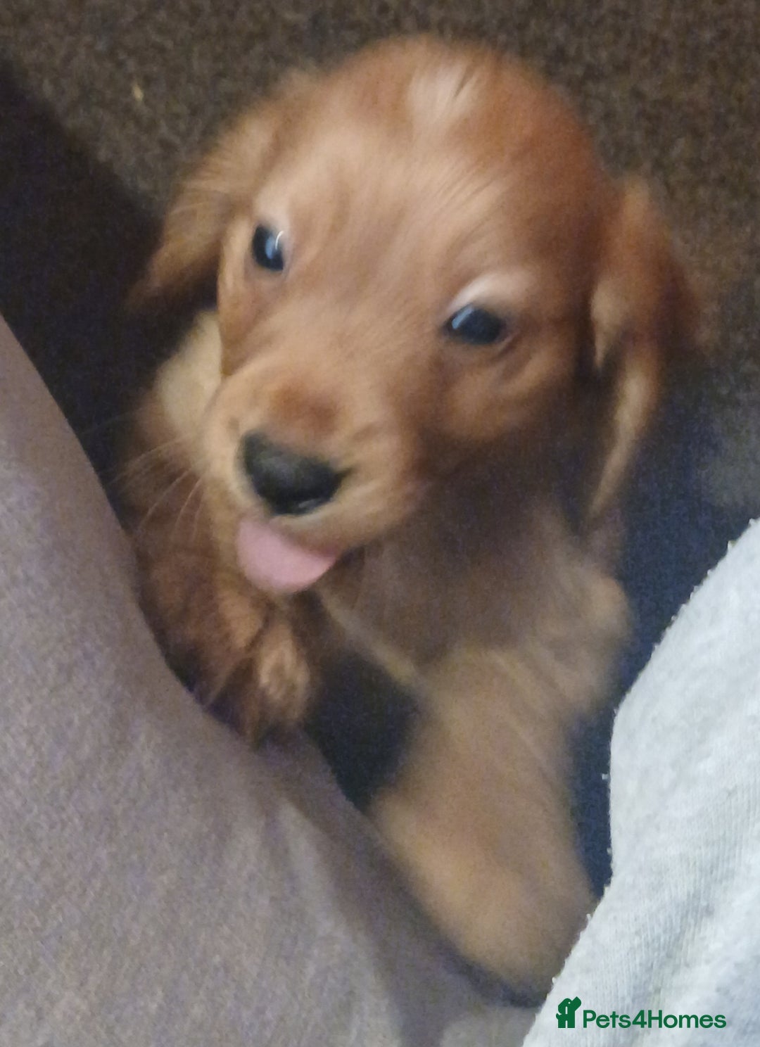 Cocker Spaniel dogs for sale: Cocker spaniel  - Advert 2