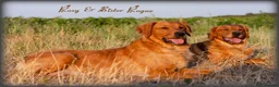Golden Retriever dogs for sale: READY GOLDEN RETREVER KC PUPPIES - Advert 2