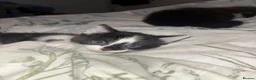Mixed Breed cats for sale: Kittens  in Thetford - Advert 7