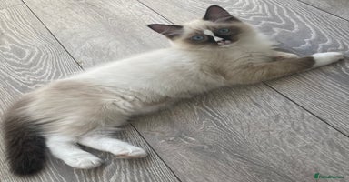 Ragdoll cats - Advert 6