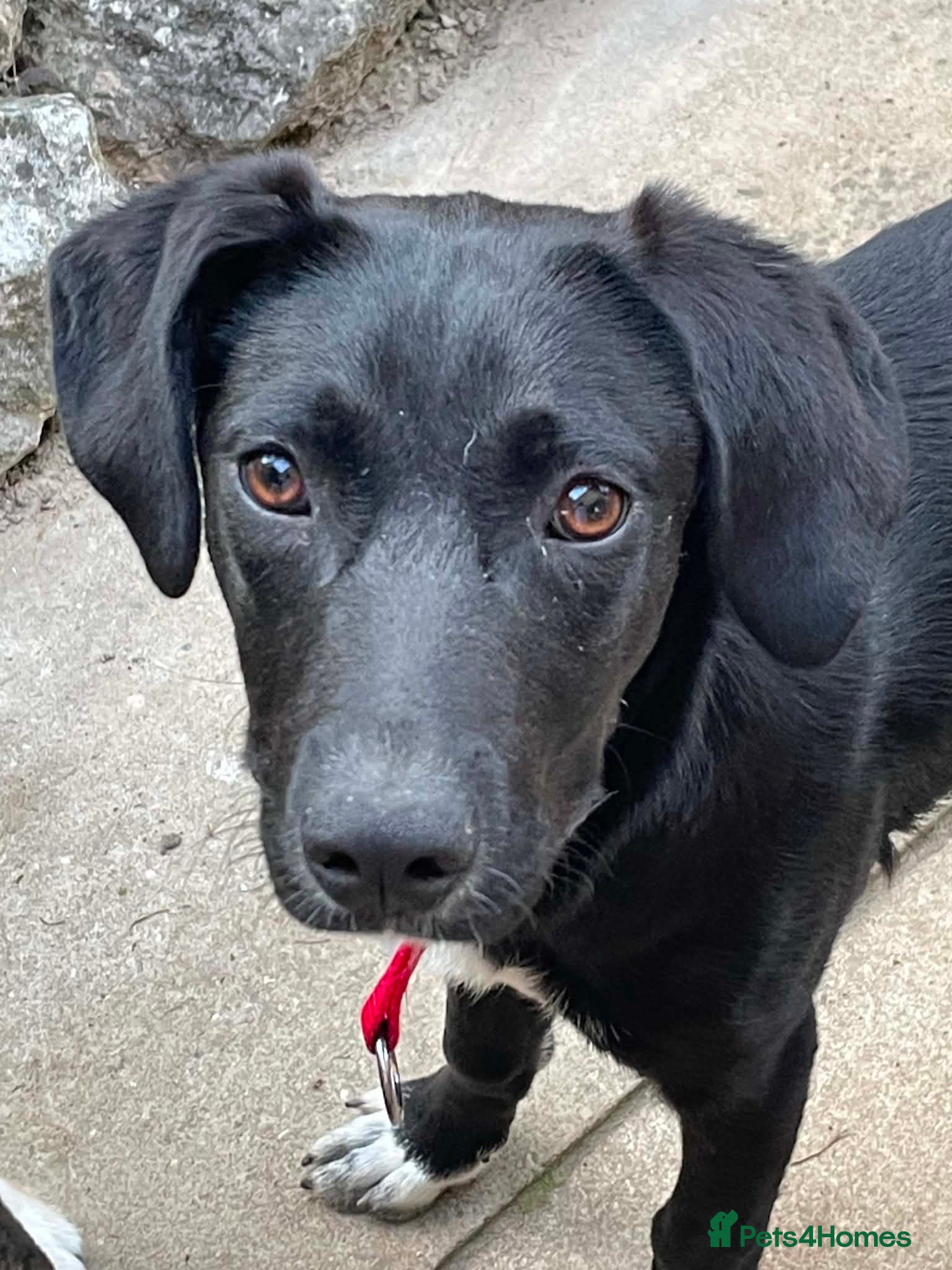 Mixed Breed dogs Tilly is a 6 months old Macedonian rescue  - Advert 1
