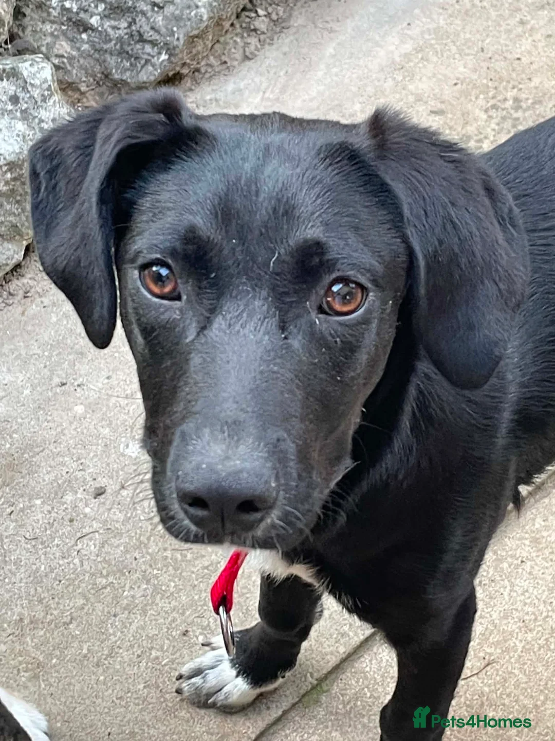 Mixed Breed dogs for adoption: Tilly is a 6 months old Macedonian rescue  - Advert 1