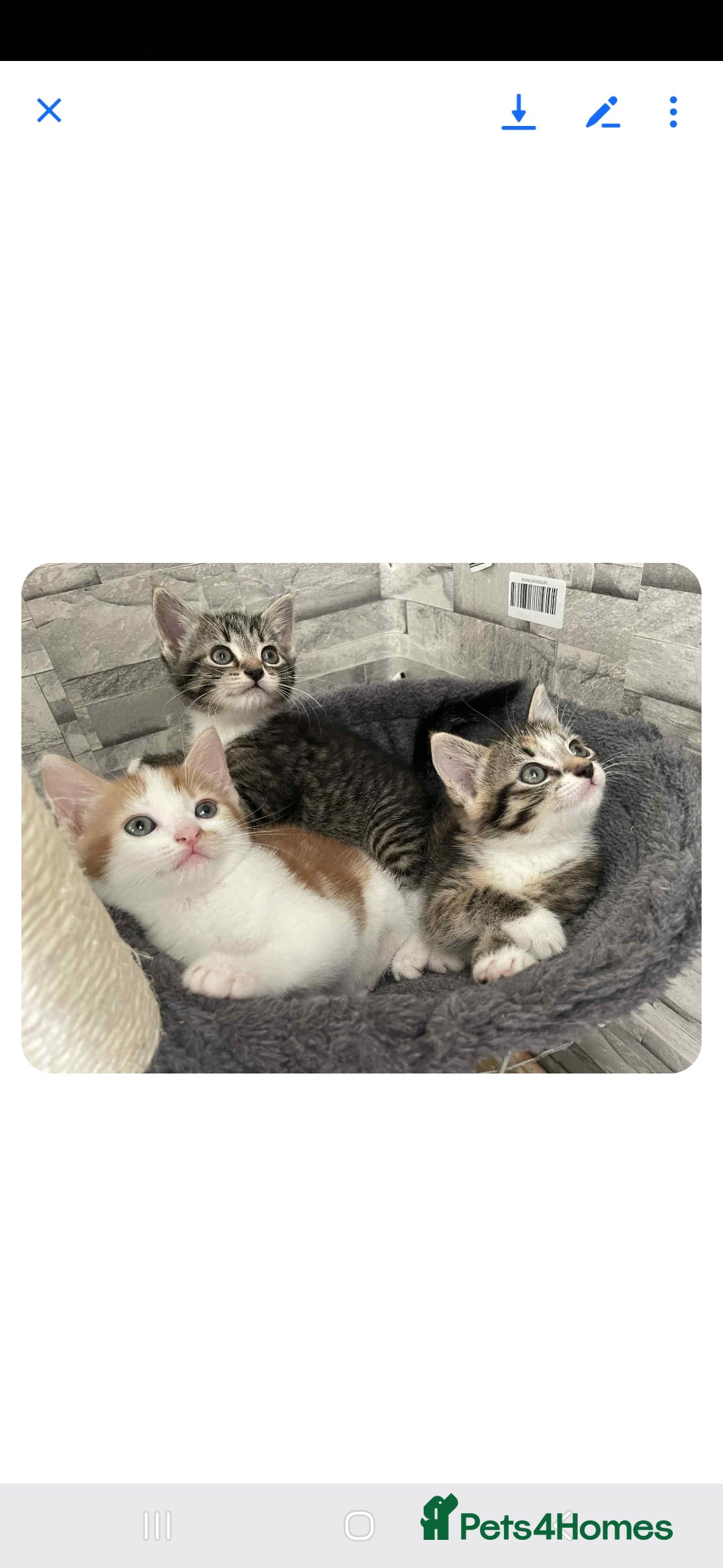 Mixed Breed cats for sale: Gorgeous kittens  - Image 7