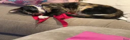 Mixed Breed cats for sale: 2 year old female  - Advert 6