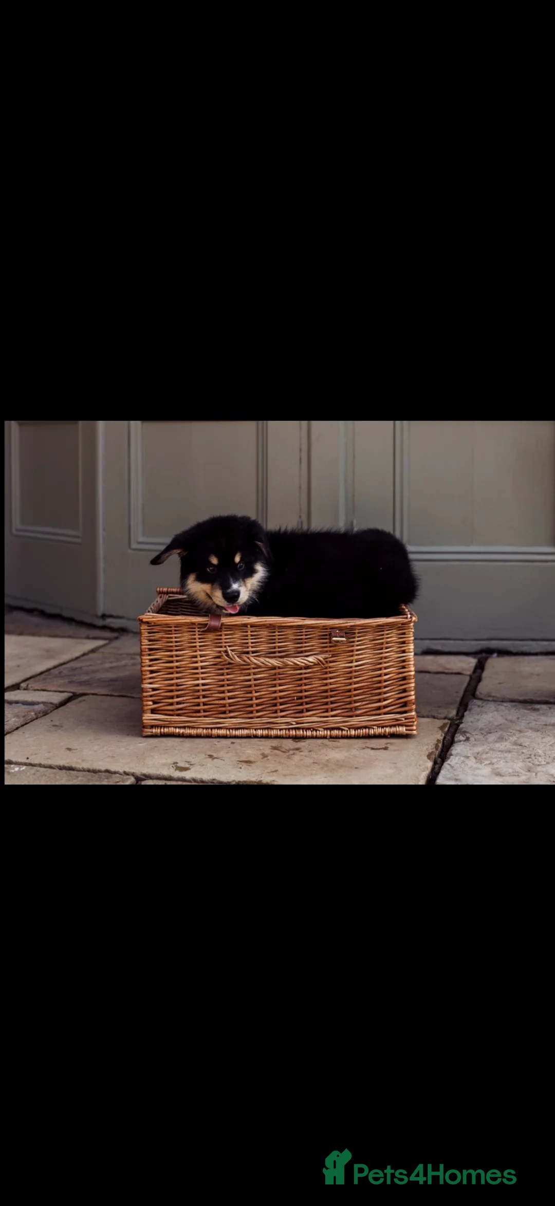 Mixed Breed dogs for sale: Bernese Mountain Dog x Alaskan Malamute puppies  - Advert 13