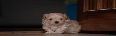 Maltipoo 1