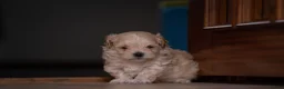 Maltipoo dogs for sale: Beautiful Multipoo Puppies in Perth - Advert 5