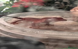 Gecko reptiles for sale: Crested geckos - Image 3