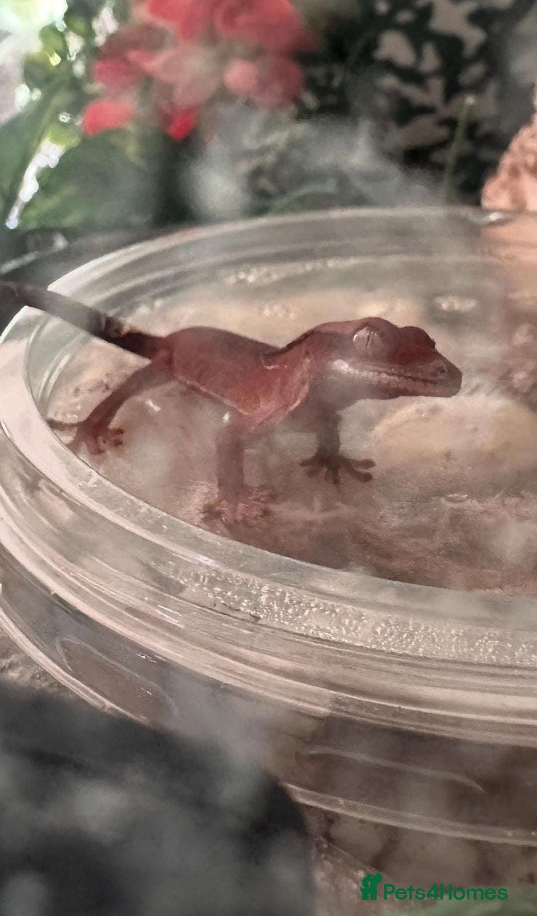 Gecko reptiles for sale: Crested geckos - Image 3